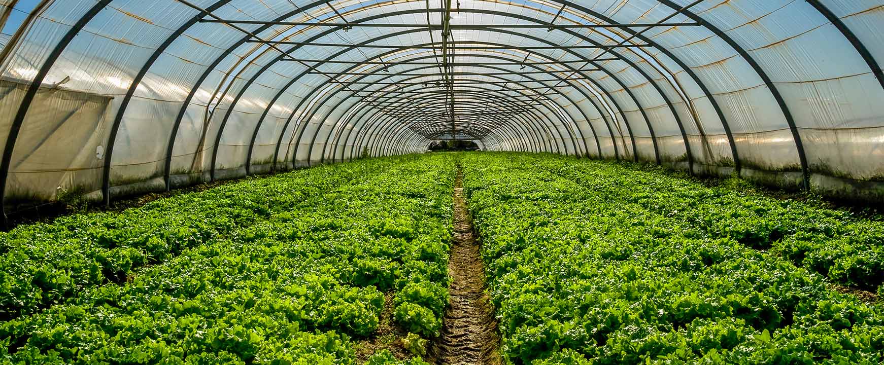Greenhouse hoop house interior showing vegetable crops for agriculture and horticulture
